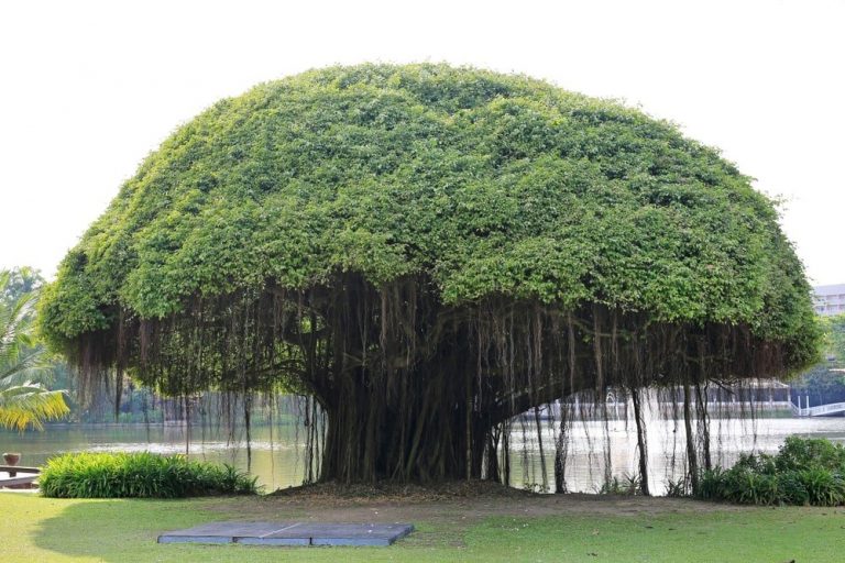 banyan-tree
