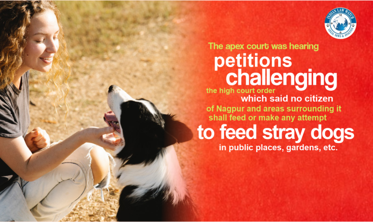 feeding stray dogs